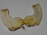 Agaricus placomyces image