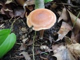 Lepista flaccida image