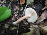 Lepista flaccida image