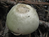 Agaricus placomyces image