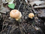 Cuphophyllus pratensis image