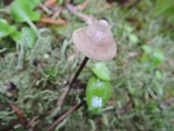 Entoloma conicum image