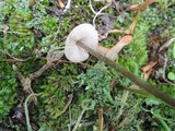 Entoloma conicum image