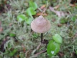 Entoloma conicum image
