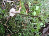 Entoloma conicum image
