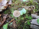 Entoloma conicum image