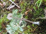 Entoloma conicum image