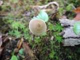 Entoloma conicum image