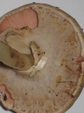 Agaricus placomyces image