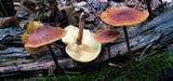 Xeromphalina tenuipes image