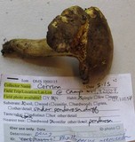 Phylloporus arenicola image