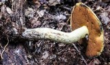 Boletus vermiculosoides image