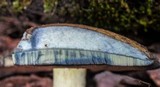 Boletus vermiculosoides image