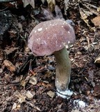 Tylopilus rubrobrunneus image