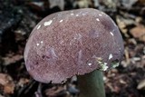 Tylopilus rubrobrunneus image