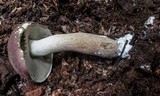 Tylopilus rubrobrunneus image