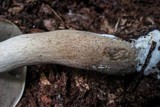 Tylopilus rubrobrunneus image