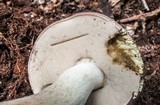 Tylopilus rubrobrunneus image