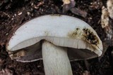 Tylopilus rubrobrunneus image