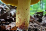 Boletus roodyi image