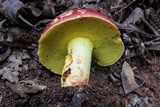Boletus roodyi image