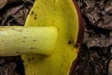 Boletus roodyi image