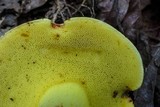 Boletus roodyi image