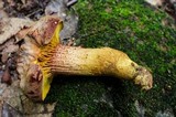 Phylloporus rhodoxanthus image