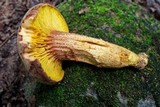Phylloporus rhodoxanthus image
