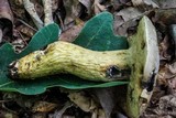 Retiboletus griseus image