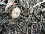 Entoloma alboumbonatum image