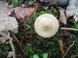 Entoloma alboumbonatum image