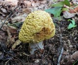 Amanita flavorubens image