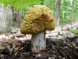 Amanita flavorubens image