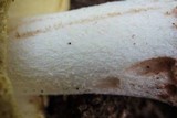 Amanita flavorubens image