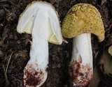 Amanita flavorubens image