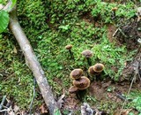 Coltricia cinnamomea image