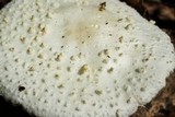 Amanita abrupta image