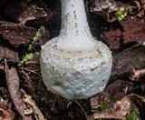 Amanita abrupta image