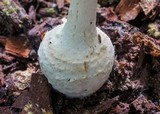 Amanita abrupta image