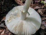 Amanita abrupta image