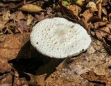 Amanita abrupta image