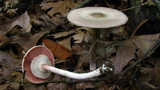 Agaricus leptocaulis image