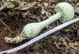 Amanita rhopalopus image