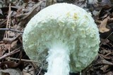Amanita rhopalopus image