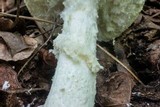 Amanita rhopalopus image