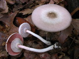 Agaricus leptocaulis image