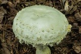 Amanita rhopalopus image