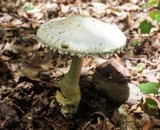 Amanita rhopalopus image