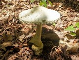 Amanita rhopalopus image